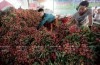 Exporting 1 billion ton of lychee to the US