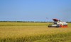 Xuất khẩu gạo hữu cơ sang thị trường Châu Âu - Nguồn Internet